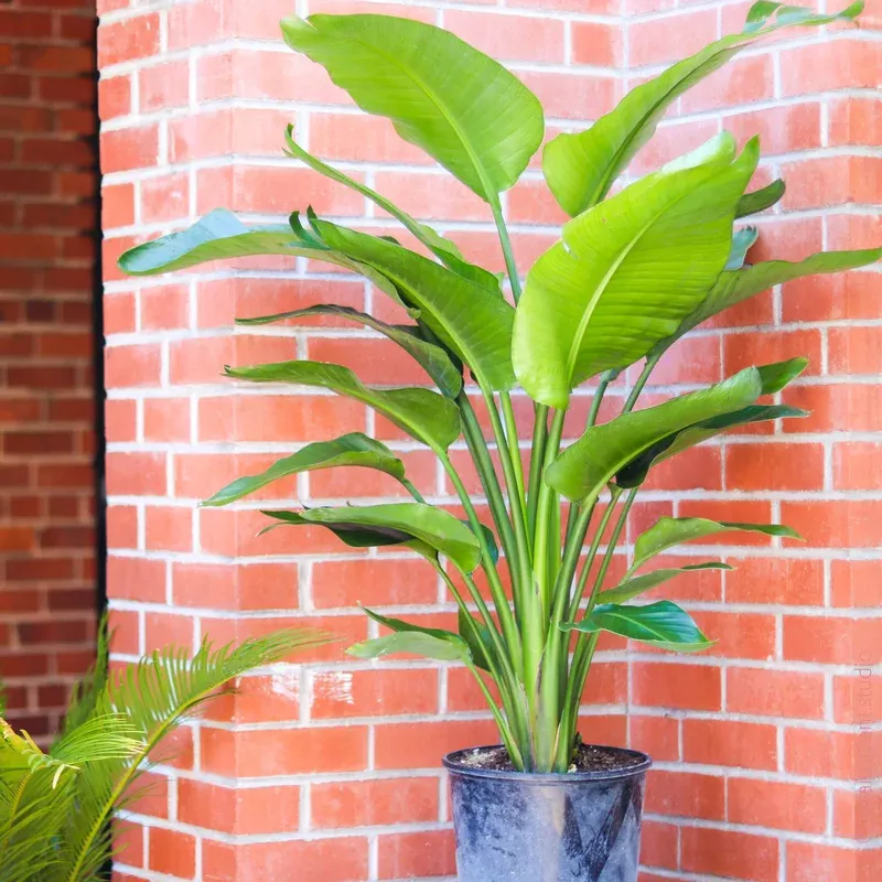 12in Bird of Paradise