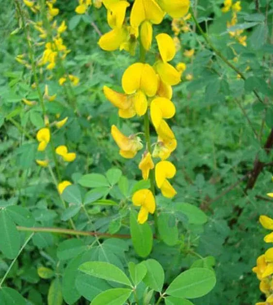 145 Chipilin Seeds for Planting – Rare Guatemalan Herb, Yellow Flowers