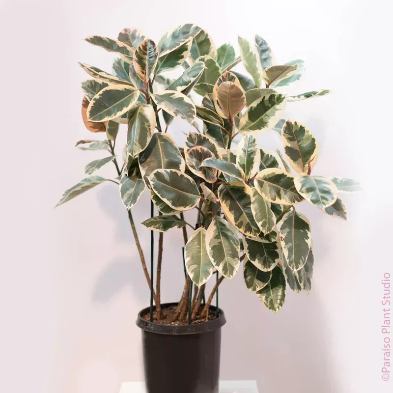 14in Ficus Decora Tineke Bush
