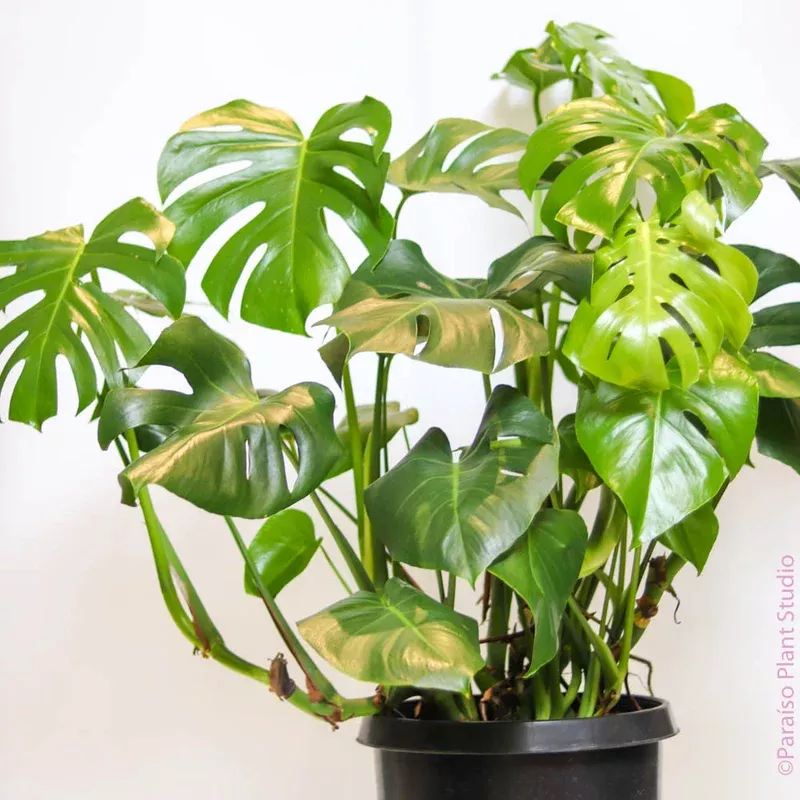 14in Monstera Deliciosa