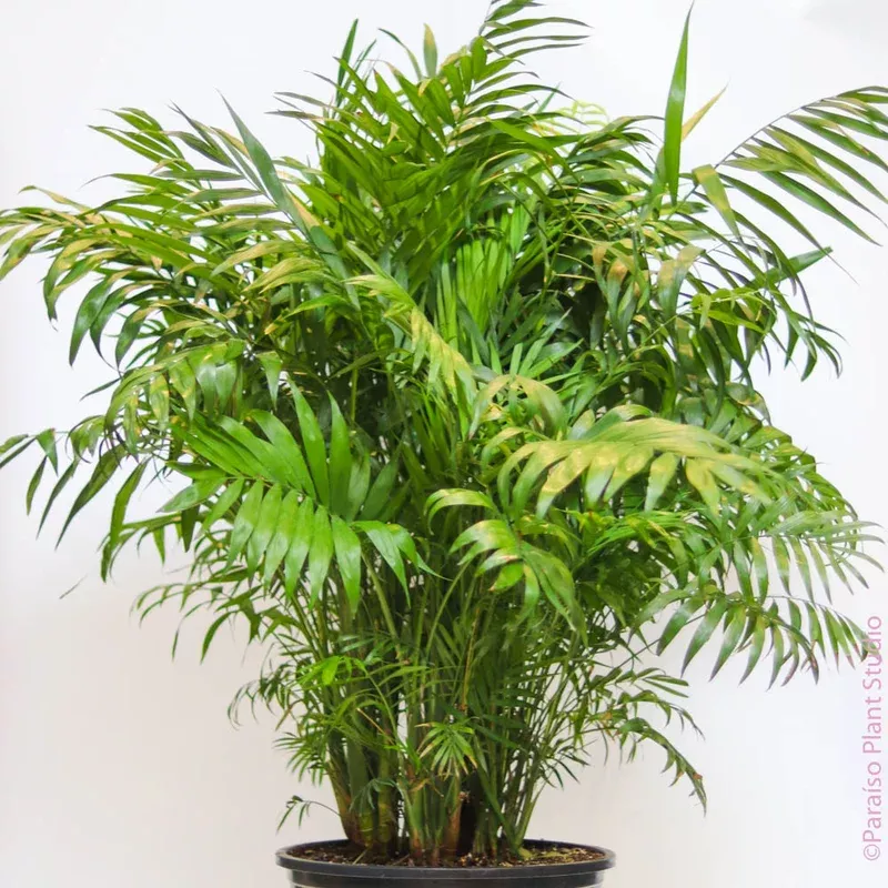 14in Neanthe Bella Palm