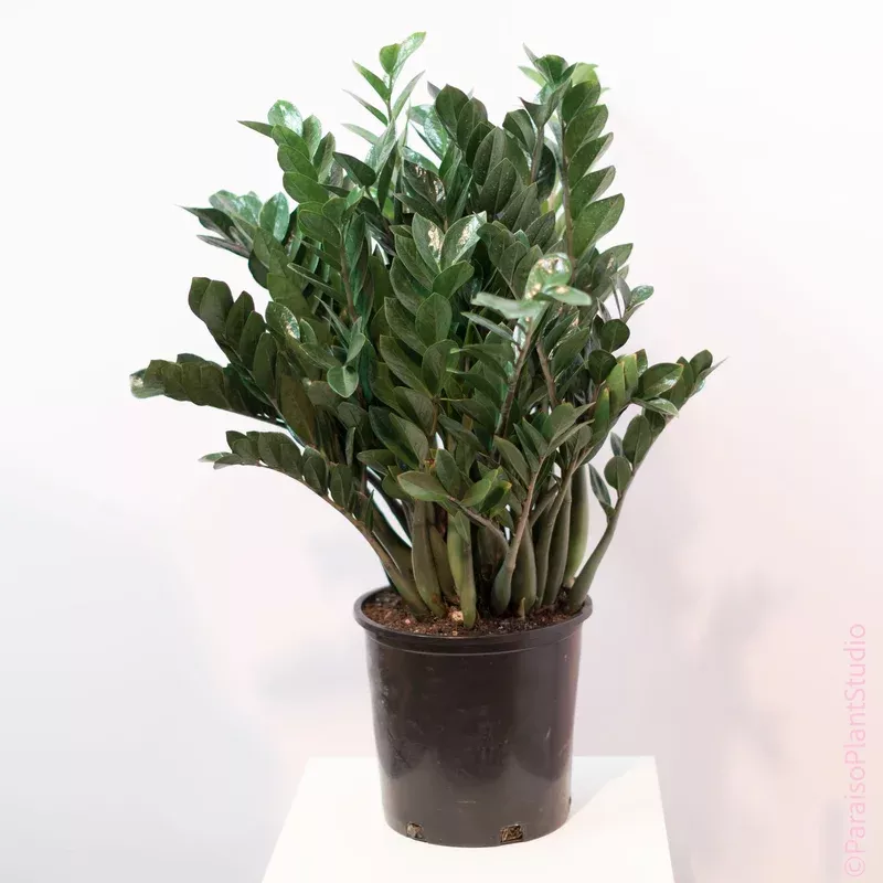 14in ZZ Plant