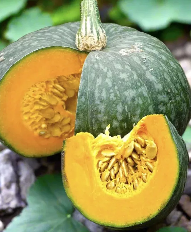 15 Kabocha Squash Seeds – Japanese Pumpkin Winter Squash – Dark Green