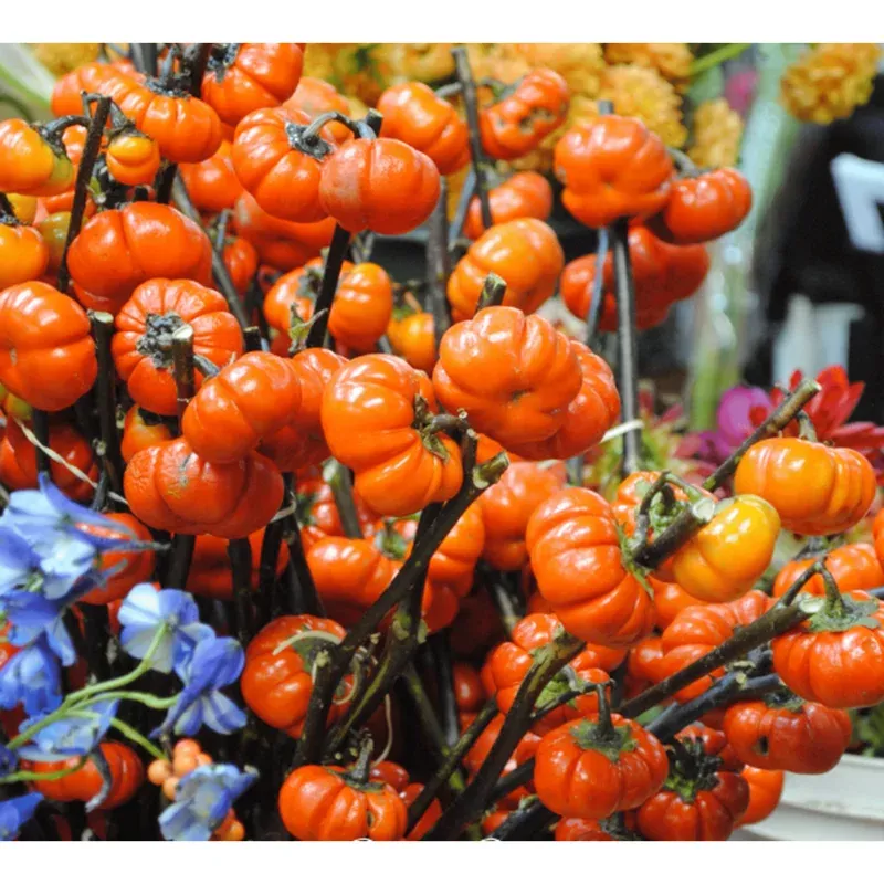15 Pumpkin On A Stick Seeds for Planting – Ornamental Eggplant Seeds