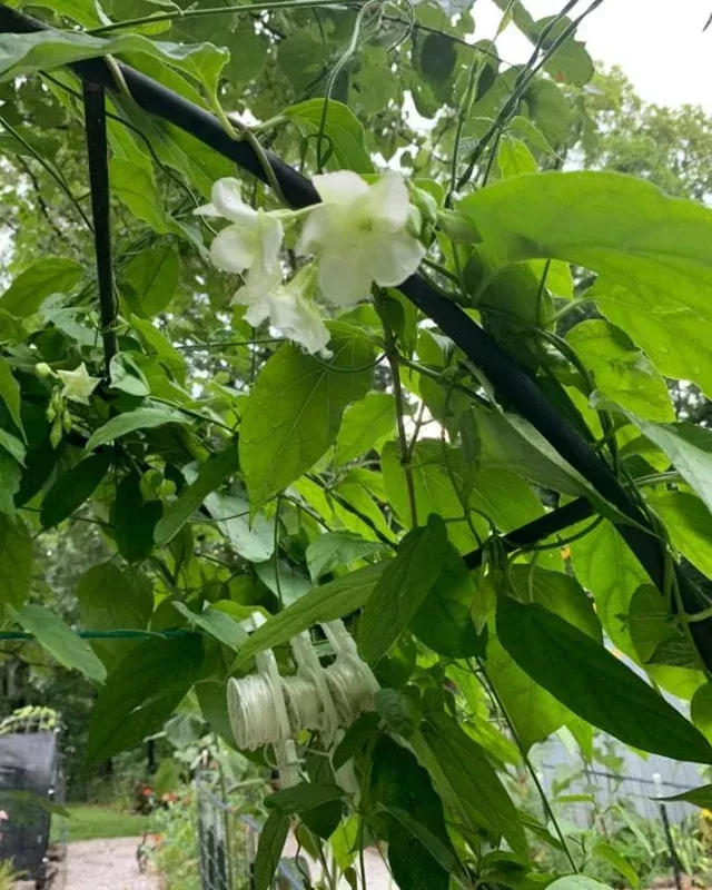 15 White Loroco Seeds – Climbing Edible Vegetable for Culinary Gardens