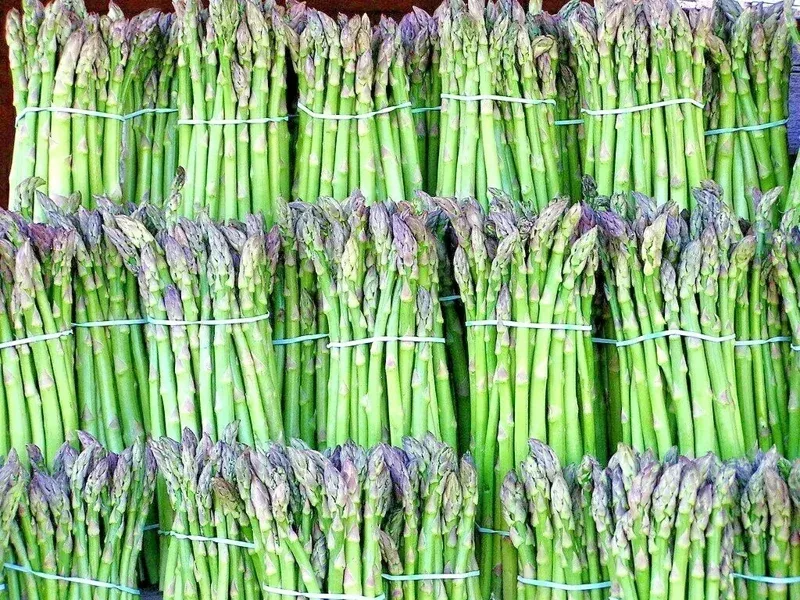 150-asparagus-seeds-perennial-vegetable-heirloom-non-gmo-spring-garden 150+ Asparagus Seeds Perennial Vegetable Heirloom Non-GMO for Spring Garden