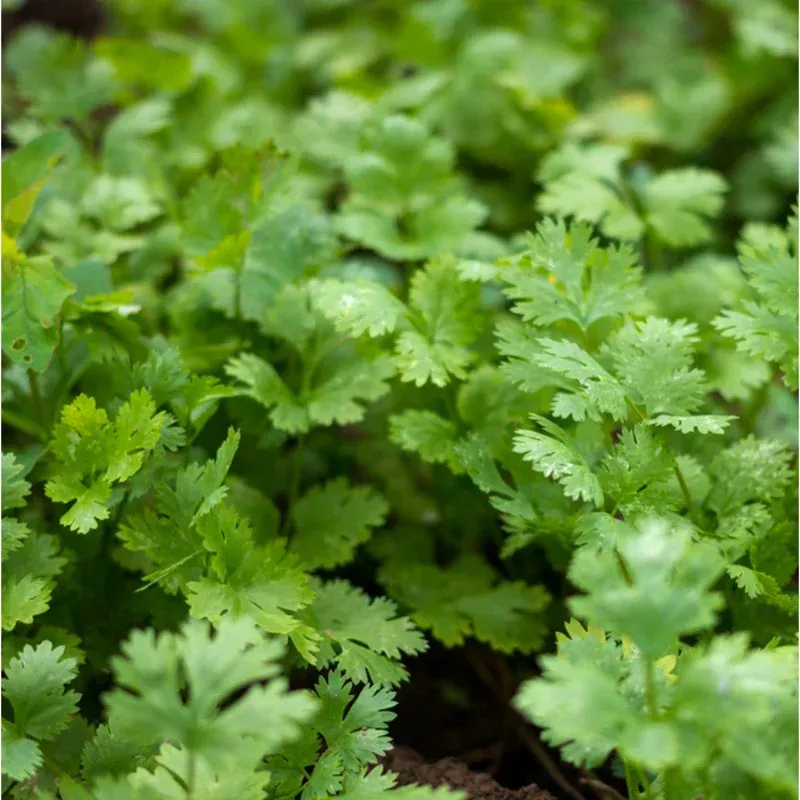 150-slow-bolt-cilantro-seeds-coriander-seeds-garden-easy-grow 150 Slow Bolt Cilantro Seeds – Coriander Seeds for Garden – Easy Grow