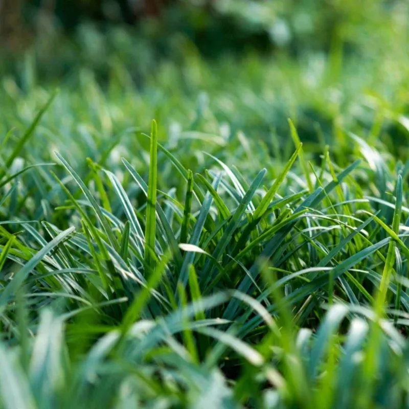 15000-zoysia-emerald-grass-seeds-perennial-warm-season-lawn 15000 Zoysia Emerald Grass Seeds – Perennial Warm Season Lawn