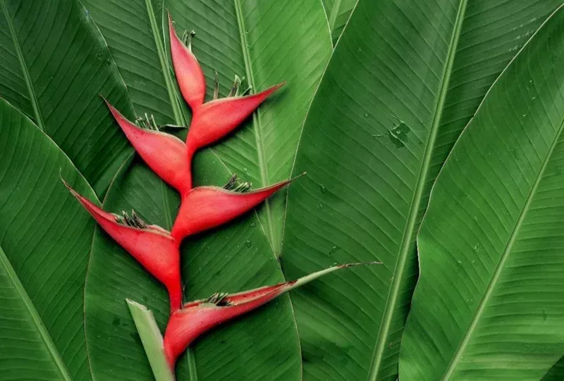 16-assorted-heliconia-rhizomes-tropical-live-plant-collection 16 Assorted Heliconia Rhizomes – Tropical Live Plant Collection