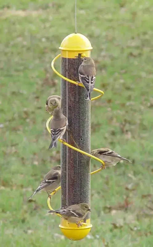 17-inch-yellow-spiral-finch-tube-feeder 17 Inch Yellow Spiral Finch Tube Feeder