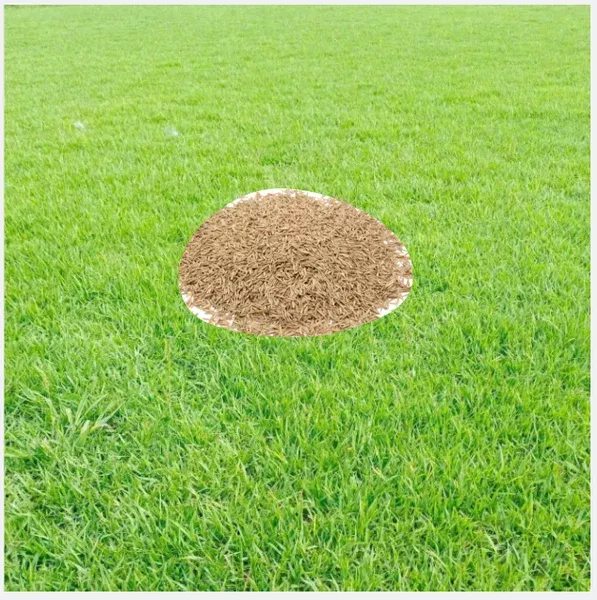 18-000-zoysia-emerald-grass-seeds-lawn-warm-season-grass-seed 18,000 Zoysia Emerald Grass Seeds for Lawn – Warm-Season Grass Seed