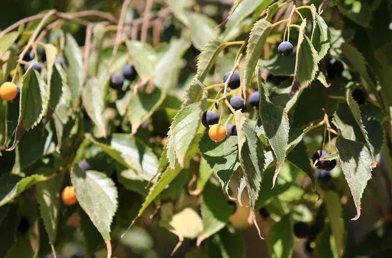 2-american-hackberry-trees-live-plant-bare-root-deciduous-shade-tree-1-2-ft-tall 2 American Hackberry Trees Live Plant – Bare Root Deciduous Shade Tree 1-2 Ft Tall Outdoor