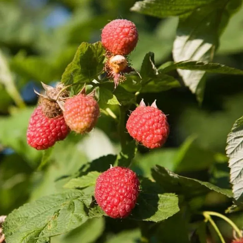 2-caroline-red-raspberry-live-plants-4-6-tall-everbearing-fruiting-bush 2 Caroline Red Raspberry Live Plants – 4-6″ Tall Everbearing Fruiting Bush