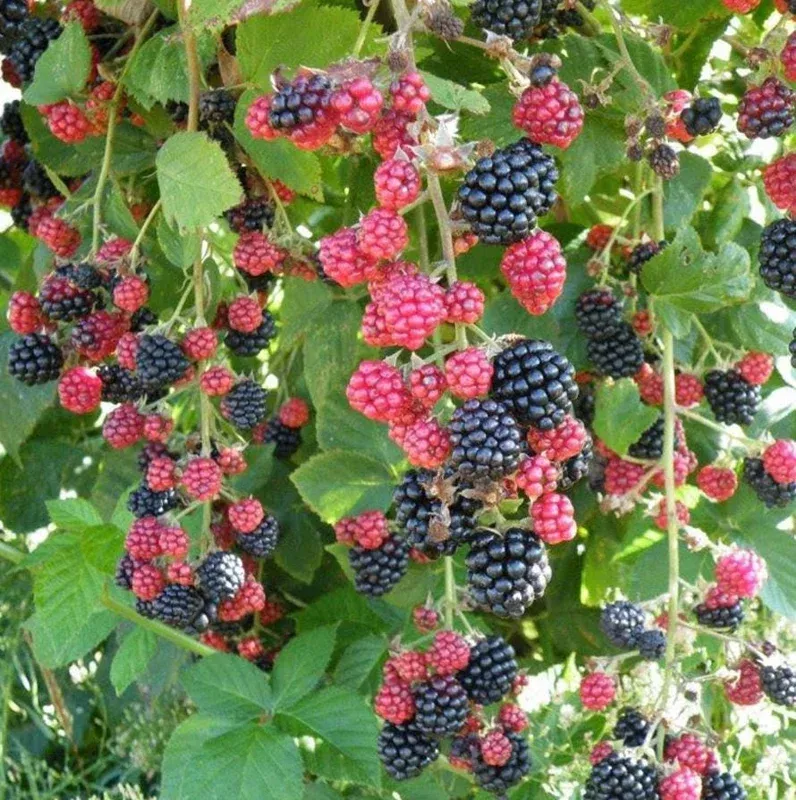2-chester-blackberry-plants-live-starter-thornless-sweet-fruit-heat-tolerant-usd 2 Chester Blackberry Plants – Live Starter – Thornless – Sweet Fruit – Heat Tolerant – USDA Zones 5-10