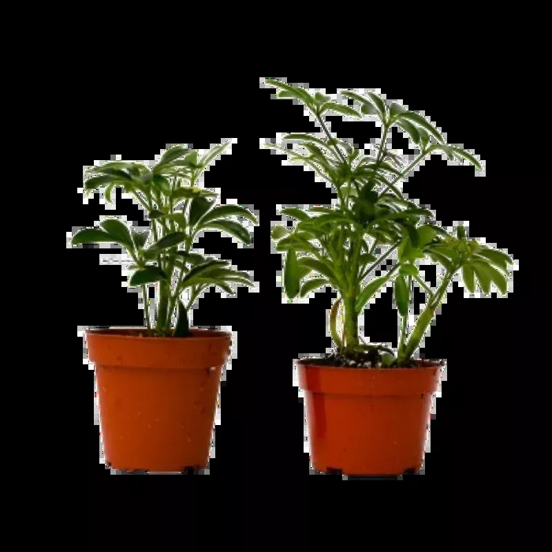 2-different-schefflera-plants-variety-pack-4-pot 2 Different Schefflera Plants Variety Pack - 4" Pot