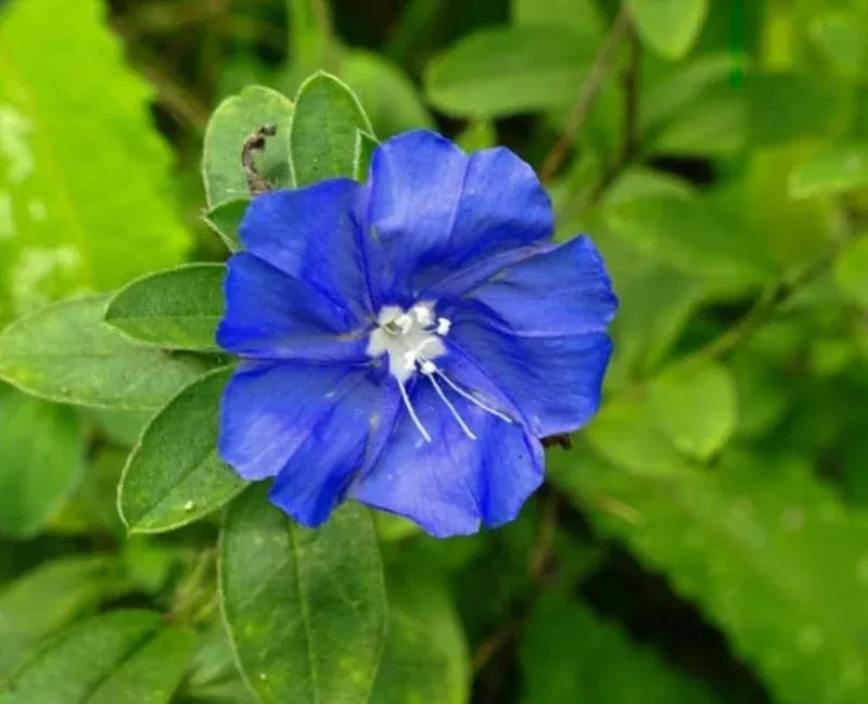 2-evolvulus-blue-daze-live-plants-4-6-tall-vibrant-blue-flowers-drought-tolerant 2 Evolvulus Blue Daze Live Plants – 4-6″ Tall, Vibrant Blue Flowers, Drought Tolerant