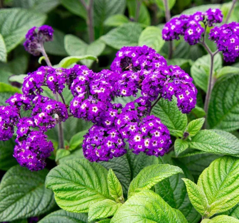 2-heliotrope-fragrant-delight-live-plants-4-6-tall-purple-blooms-sweet-scent 2 Heliotrope ‘Fragrant Delight’ Live Plants – 4-6″ Tall – Purple Blooms, Sweet Scent