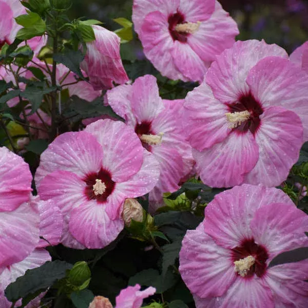 2-hibiscus-spinderella-bare-root-rose-mallow-starter-perennials-large-pink-white 2 Hibiscus 'Spinderella' Bare Root Rose Mallow Starter Perennials. Large Pink-White Flowers. Love Sun.