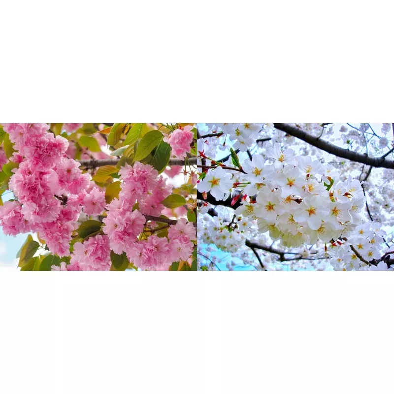 2-in-1 Cherry Blossom Twist Tree with Two Different Blossoms Grafted and Growing on One Tree
