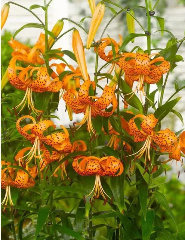 2-large-tiger-lily-bulbs-orange-lilies-14-16cm-lilium-lancifolium-splendens-pere 2 Large Tiger Lily Bulbs Orange Lilies 14/16cm – Lilium lancifolium ‘Splendens’ Perennial