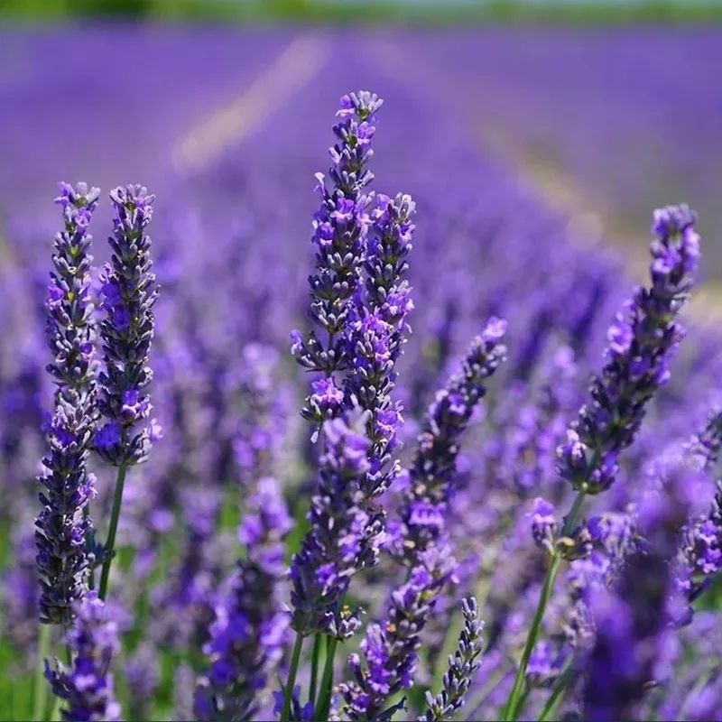 2-lavender-grosso-live-starter-plants-fragrant-purple-flowers-1-3-tall 2 Lavender Grosso Live Starter Plants – Fragrant Purple Flowers, 1-3″ Tall