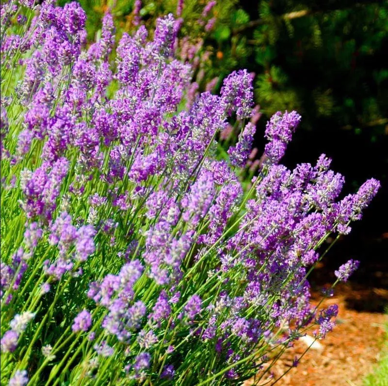 2-lavender-phenomenal-live-plants-1-3-tall-plugs-aromatic-herb-garden 2 Lavender Phenomenal Live Plants – 1-3″ Tall Plugs, Aromatic Herb for Garden