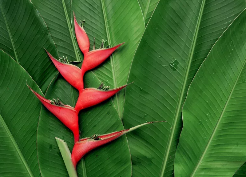 2-live-heliconia-iris-rhizomes-red-false-bird-paradise-plant-root 2 Live Heliconia Iris Rhizomes – Red False Bird of Paradise Plant Root