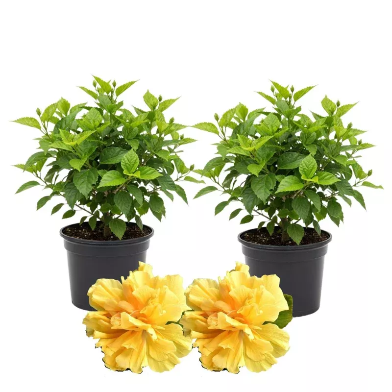 2-live-hibiscus-plants-4-6-tall-vibrant-flowering-shrubs-garden-patio-hardy-trop 2 Live Hibiscus Plants 4-6” Tall – Vibrant Flowering Shrubs for Garden & Patio, Hardy Tropical Plants