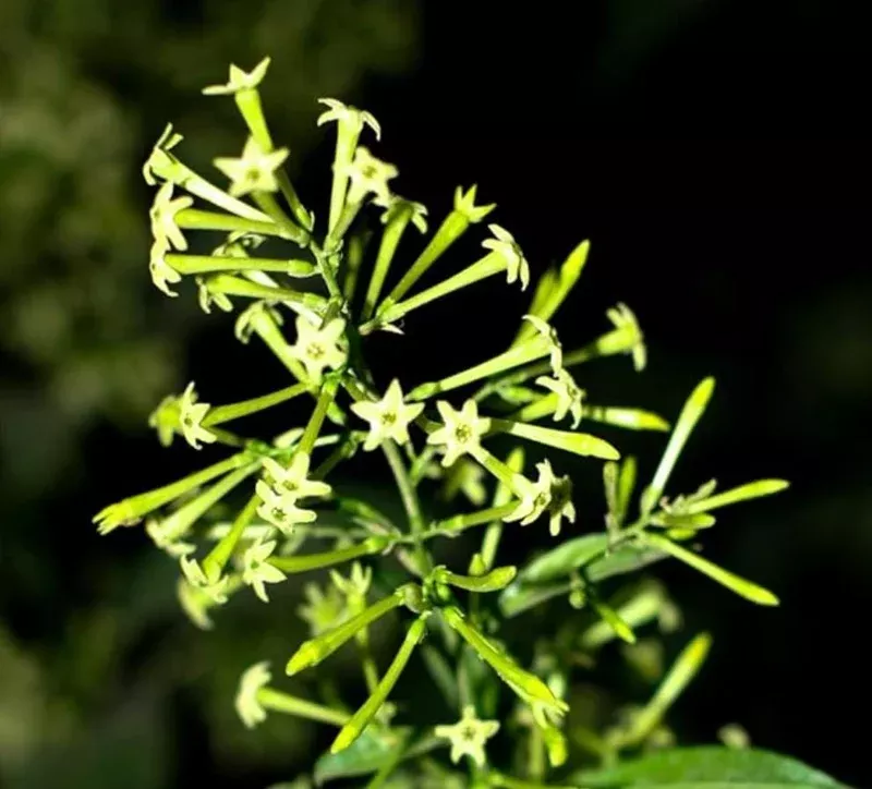 2-live-night-blooming-jasmine-plants-cestrum-nocturnum-4-6-tall-fragrant-white-f 2 Live Night Blooming Jasmine Plants – Cestrum Nocturnum, 4-6″ Tall, Fragrant White Flowers, Outdoor