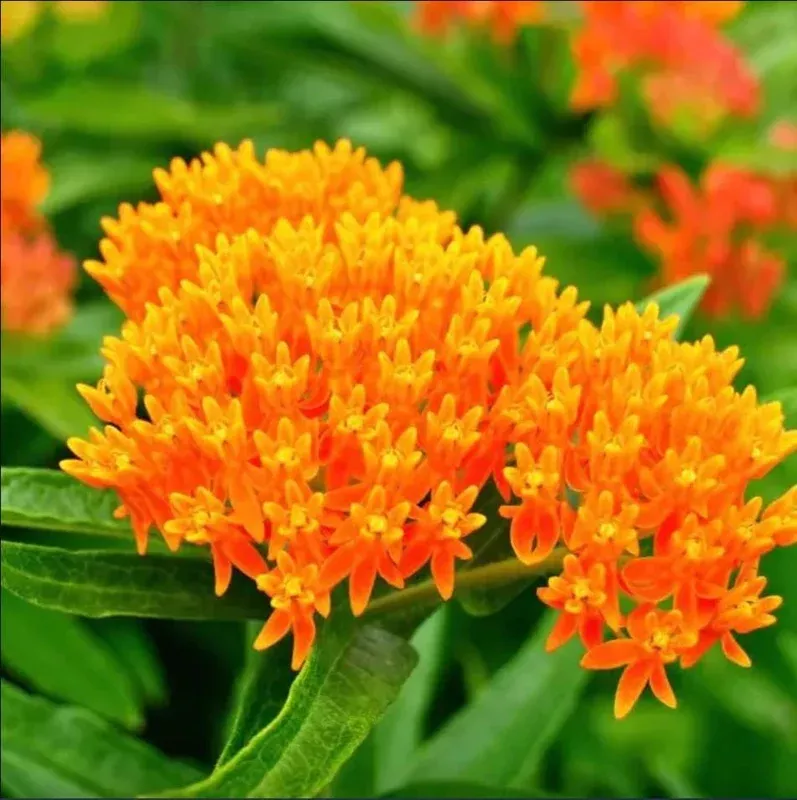 2-orange-milkweed-live-starter-plants-butterfly-attractant-4-9-inch-tall 2 Orange Milkweed Live Starter Plants – Butterfly Attractant 4-9 Inch Tall