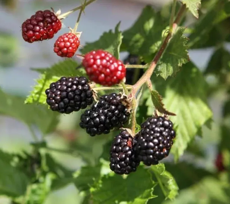 2-osage-thornless-blackberry-live-plants-sweet-juicy-fruit-starter 2 Osage Thornless Blackberry Live Plants – Sweet Juicy Fruit Starter