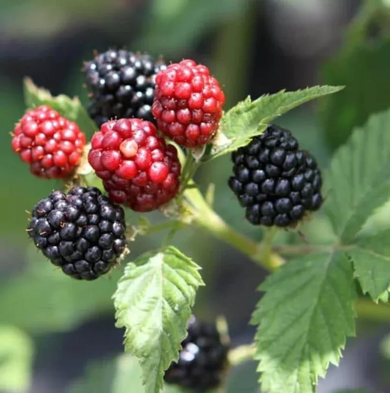 2-ouachita-thornless-blackberry-live-plants-4-6-tall-starter-sweet-fruit 2 Ouachita Thornless Blackberry Live Plants – 4-6″ Tall Starter, Sweet Fruit