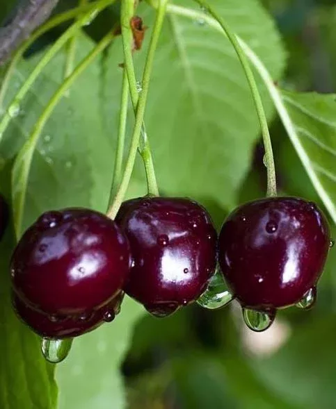 2-pack-black-cherry-trees-live-plants-sweet-dark-cherries-12-20-inch-tall-bare-r 2 Pack Black Cherry Trees Live Plants – Sweet Dark Cherries, 12-20 Inch Tall, Bare Root