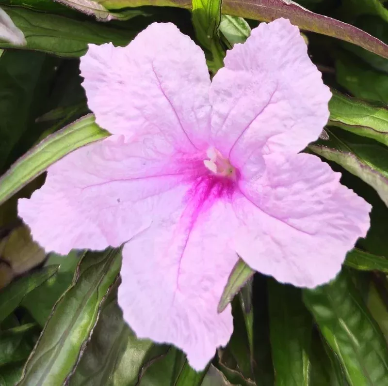 2-pack-katie-s-dwarf-pink-ruellia-live-plants-mexican-petunia-pink-flowers-4-9-i 2 Pack Katie’s Dwarf Pink Ruellia Live Plants – Mexican Petunia, Pink Flowers, 4-9 Inch Tall