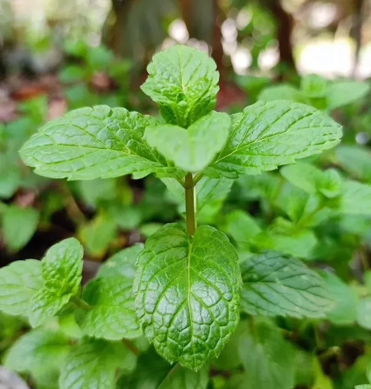 2-peppermint-live-plants-fragrant-herb-starters-4-6-inches-tall-easy-to-grow 2 Peppermint Live Plants – Fragrant Herb Starters, 4-6 inches Tall, Easy to Grow
