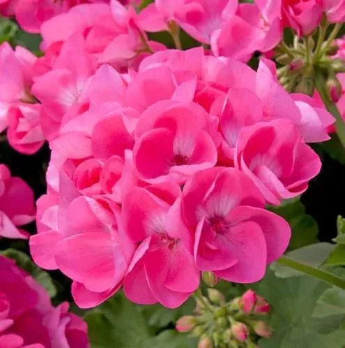 2-pink-geranium-live-plants-hardy-fragrant-flower-plants-4-9-inch-tall 2 Pink Geranium Live Plants – Hardy Fragrant Flower Plants, 4-9 Inch Tall