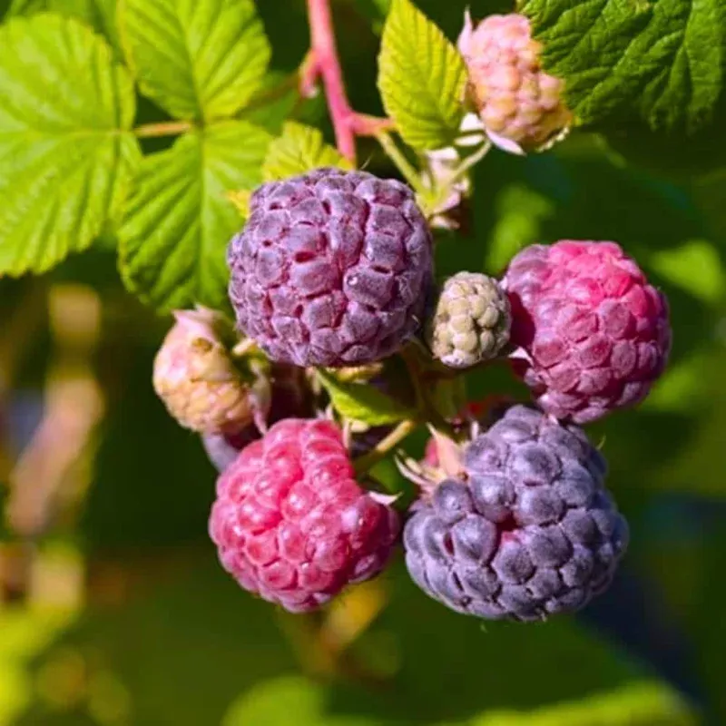 2-raspberry-plants-4-6-inch-tall-live-berry-bush-starter-plants-outdoor-gardens 2 Raspberry Plants 4-6 Inch Tall – Live Berry Bush Starter Plants for Outdoor Gardens