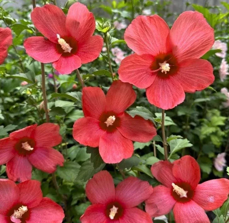 2-red-althea-rose-sharon-live-bareroot-plants-12-18-inch-tall-hardy-shrubs 2 Red Althea Rose of Sharon Live Bareroot Plants 12-18 Inch Tall, Hardy Shrubs