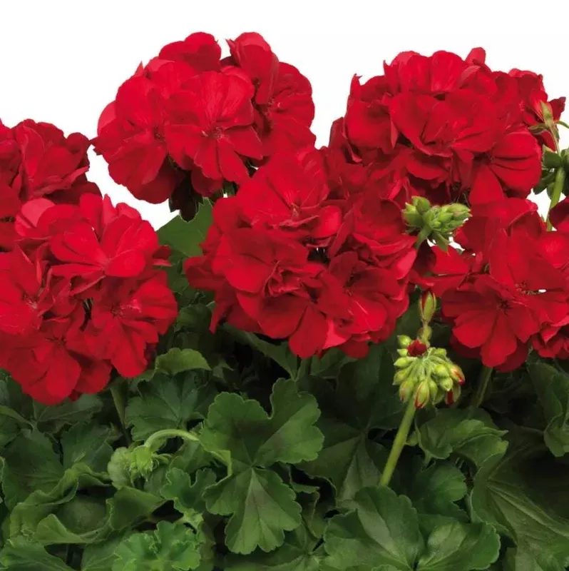 2 Red Geranium Live Plants – Hardy Pelargonium Flower, 4-9 Inch Tall, Outdoor