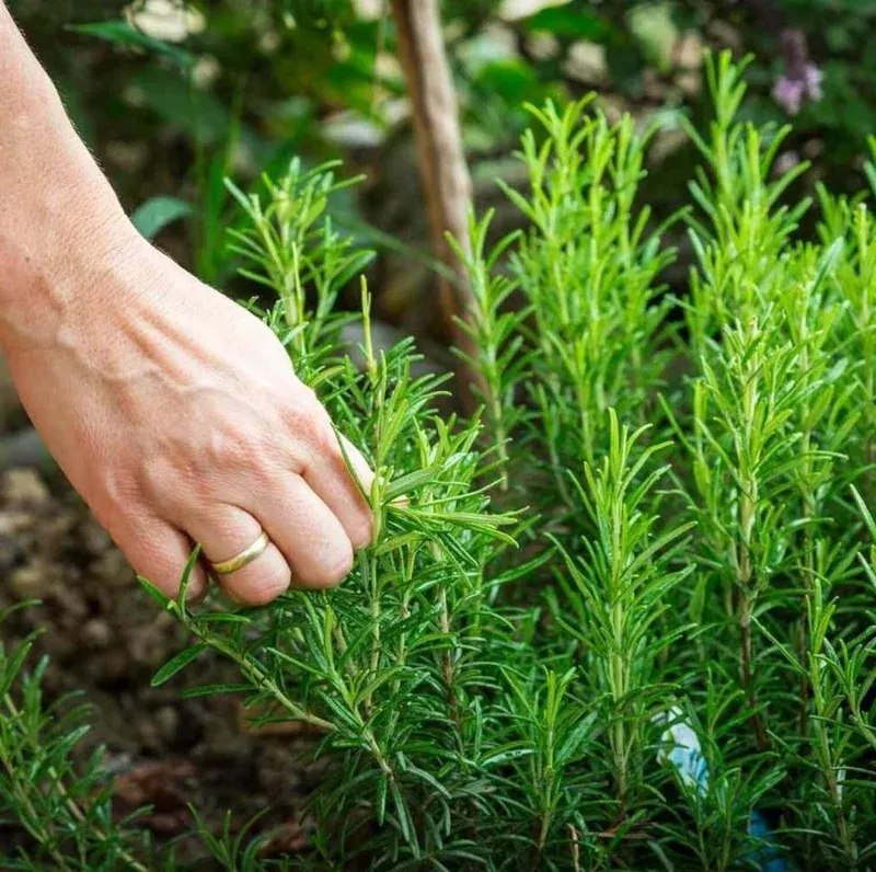 2 Rosemary Live Starter Plants