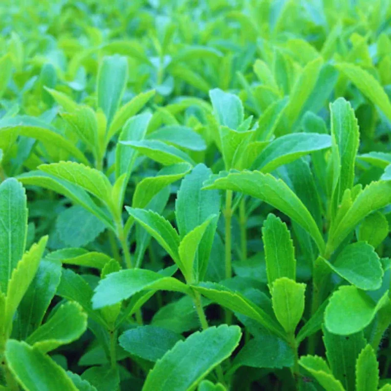 2 Stevia Plants Live, 4 inch Pot, 4-6 inches Tall, Natural Sweetener Herb