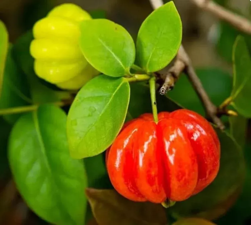 2 Surinam Cherry Live Plants – 4-6″ Tall Tropical Shrub – Edible Fruit