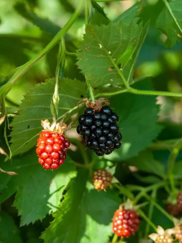 2 Thornless Blackberry Live Plants – Sweet Black Fruit, 4-6 inches Tall, Outdoor