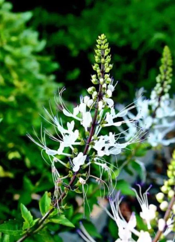 2 White Cat Whiskers Live Plants – 4-6″ Tall Starter – Unique White Blooms – Tropical Ornamental