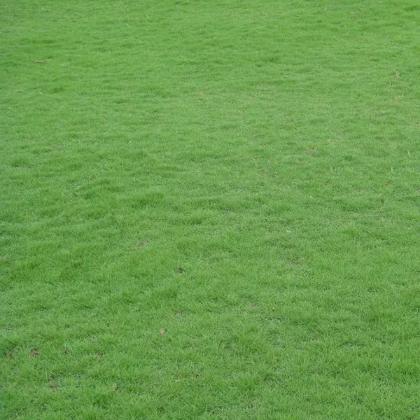 20-000-zoysia-emerald-grass-seeds-lush-lawn-outdoor-landscaping 20,000 Zoysia Emerald Grass Seeds – Lush Lawn & Outdoor Landscaping