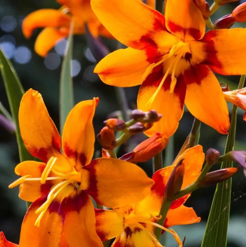 20 Crocosmia Bulbs – Orange Montbretia Tuber Hardy Flowers