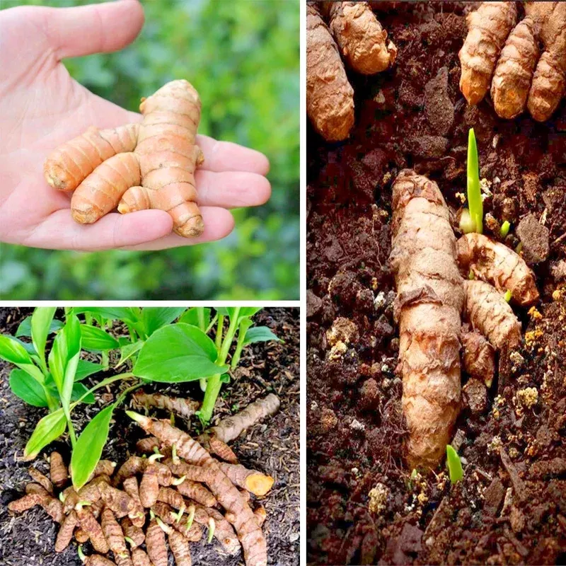 20 Fresh Turmeric Rhizomes Curcuma longa – Live Root Plants for Growing