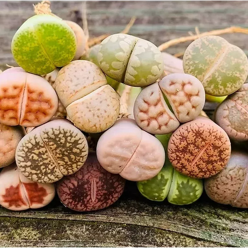 20 Mixed Lithops Live Plants – Colorful Living Stone Seedlings – Bare Root
