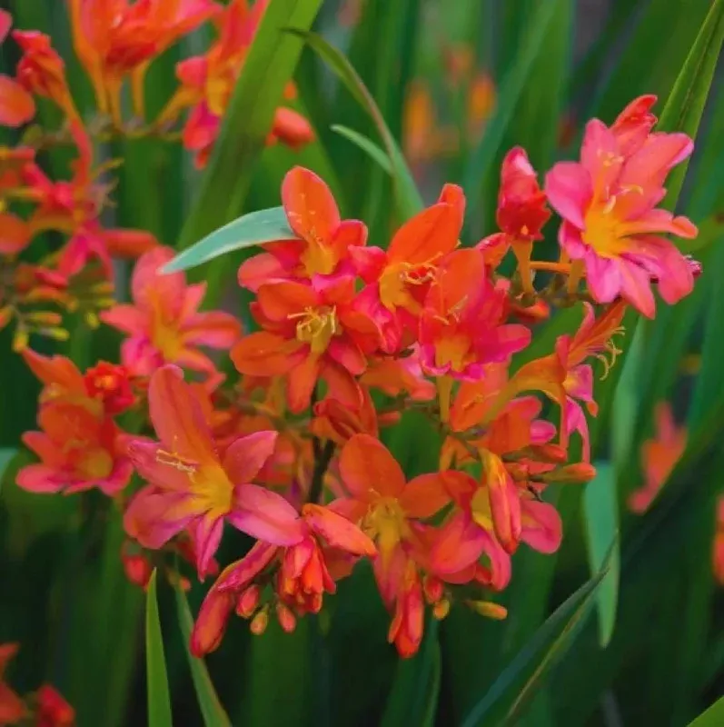 20 Orange Red Crocosmia Bulbs – Red Montbretia Tuber Hardy Flowers Outdoor