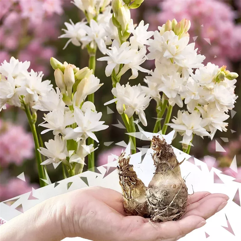 20 Polianthes Tuberosa The Pearl Bulbs – White Fragrant Double Blooms